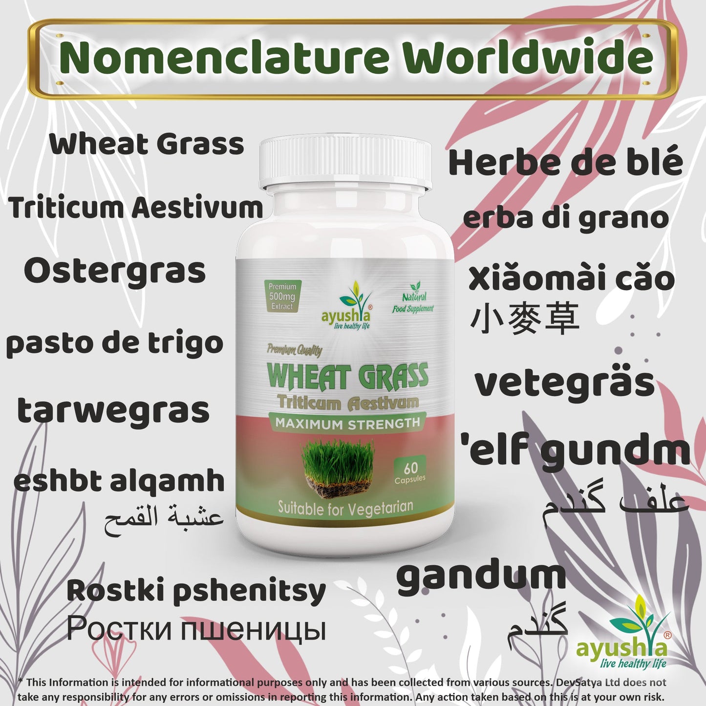 Wheat Grass Capsule-2